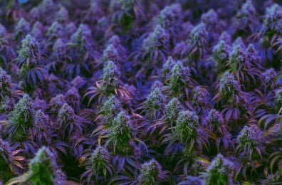 Purple Haze Uey Guey